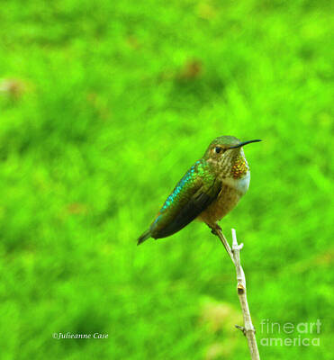 Animals Photo Royalty Free Images - Miss Hummingbird Royalty-Free Image by Julieanne Case