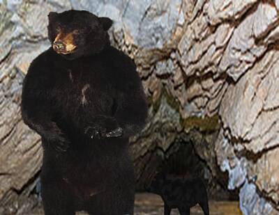 Mammals Mixed Media - Momma Bear and Cub by Belinda Threeths