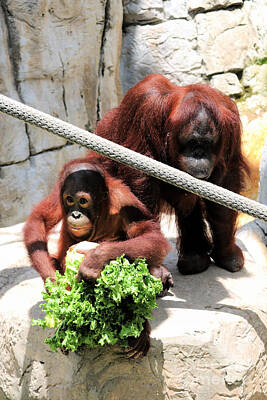 Royalty-Free and Rights-Managed Images - Momma Orangutan Lets Baby Eat First by Diann Fisher