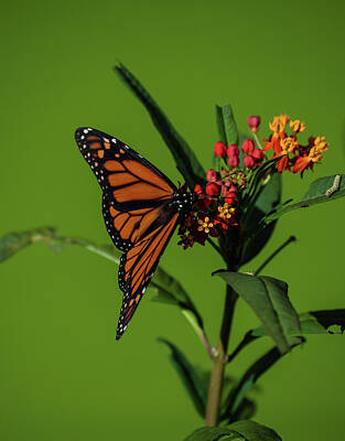 Lori A Cash Royalty-Free and Rights-Managed Images - Monarch Butterfly and Caterpillar by Lori A Cash