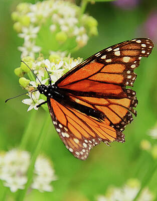 Lori A Cash Royalty-Free and Rights-Managed Images - Monarch Butterfly by Lori A Cash
