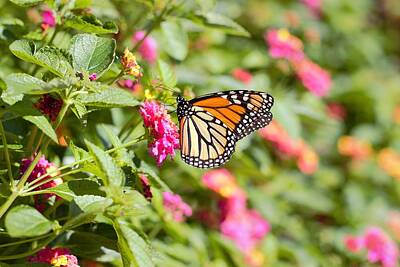 Game Of Chess - Monarch Butterfly with Flowers by Joseph Skompski
