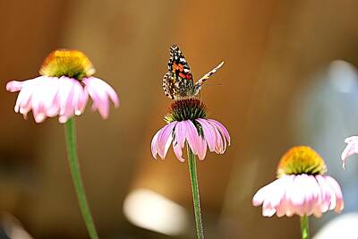 Typographic World Royalty Free Images - Painted Lady On Purple Coneflower II Royalty-Free Image by Nicholas Miller