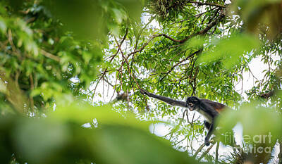 Animal Portraits - Monkey At Tikal Guatemala by THP Creative