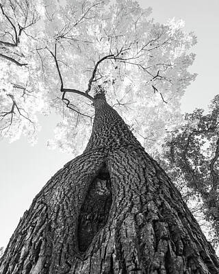 James Bo Insogna Photo Rights Managed Images - Monochrome Tree Art -  Majestic Trunk and Leaves in Fine Detail Royalty-Free Image by James BO Insogna