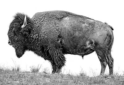 Abstract Landscape Photos - Montana Bison, Fine Art Monotone Photograph by Greg Sigrist