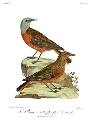 Andys Fall 2018 Collection - Monticole rocar the Cape rock thrush c2 by Historic illustrations