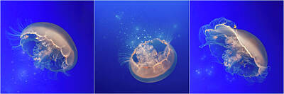 Winter Animals Rights Managed Images - Moon Jellyfish Triptych Royalty-Free Image by Patti Deters