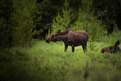 Fathers Day 1 Royalty Free Images - Moose Royalty-Free Image by Robert Braley