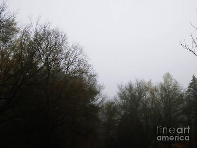 Frank J Casella Rights Managed Images - Morning Fog through the Branches Royalty-Free Image by Frank J Casella
