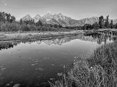 Reptiles Royalty-Free and Rights-Managed Images - Morning Reflection at Grand Teton National Park Black and White by Judy Vincent