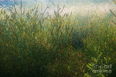 Fleetwood Mac - Morning Sunlight on Meadow by Katherine Erickson