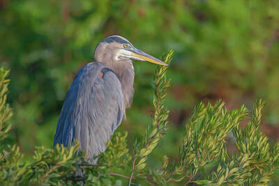 Comedian Drawings Royalty Free Images - Morning Thought - Great Blue Heron Painted Royalty-Free Image by Steve Rich