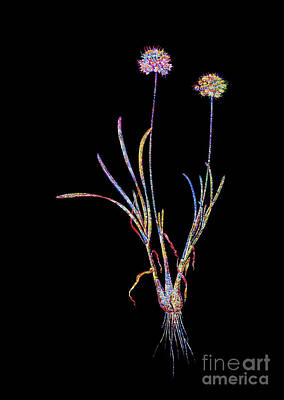 Abstract Mixed Media - Mosaic Allium Carolinianum Botanical Art On Black by Holy Rock Design