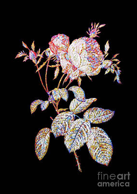 Cultural Textures - Mosaic Pink Cabbage Rose De Mai Botanical Art On Black by Holy Rock Design