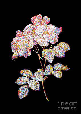 Roses Mixed Media Royalty Free Images - Mosaic Pink Damask Rose Botanical Art On Black Royalty-Free Image by Holy Rock Design