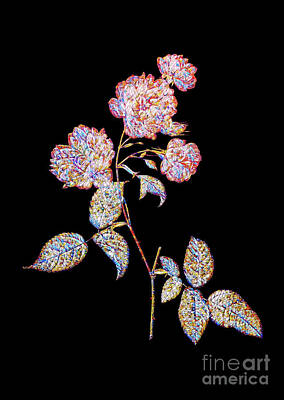 Vintage Diner - Mosaic Red Cabbage Rose In Bloom Botanical Art On Black by Holy Rock Design