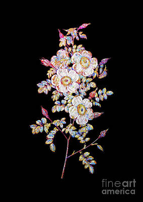 Roses Mixed Media Royalty Free Images - Mosaic Thornless Burnet Rose Botanical Art On Black Royalty-Free Image by Holy Rock Design