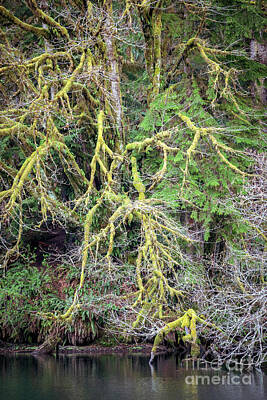 Michael Tompsett Maps - Moss Covered Tree by Cindy Shebley