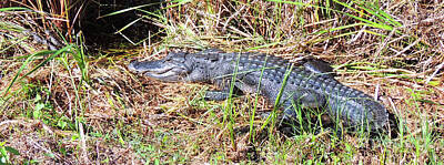 Reptiles Royalty-Free and Rights-Managed Images - Mother Alligator Protecting Her Babies  by Bill Holkham