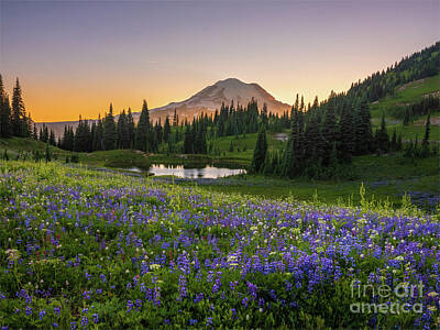 Dog Illustrations - Mount Rainier Warm Summer Wildflowers Meadow by Mike Reid