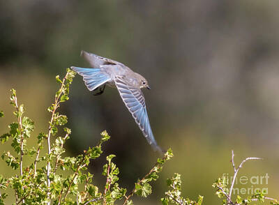 Steven Krull Royalty Free Images - Mountain Bluebird in Flight Royalty-Free Image by Steven Krull