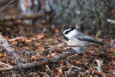 Target Threshold Photography - Mountain Chickadee 7775  Parus gambeli  by Michael Trewet