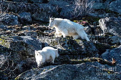 Mountain Royalty-Free and Rights-Managed Images - Mountain Goat Climb by Michael Dawson