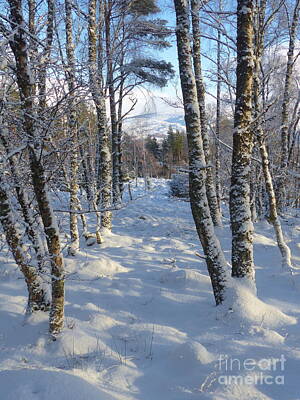 Mountain Rights Managed Images - Mountain view woodland - snow scene Royalty-Free Image by Phil Banks