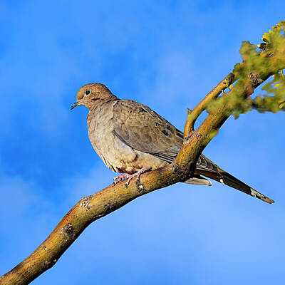 Mark Myhaver Royalty-Free and Rights-Managed Images - Mourning Dove 24285 by Mark Myhaver