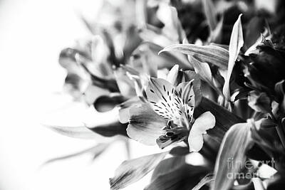 Floral Photos - Mourning lily flowers  by Elena Dijour