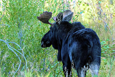 Animals And Earth Rights Managed Images - Mr. Bull Moose Royalty-Free Image by Jennifer Jenson