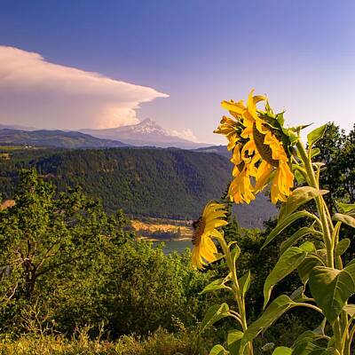 Polaroid Camera - Mt. Hood Sunflower by Gene Graff