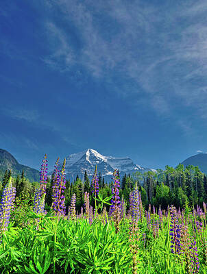 Easter Bunny - Mt Robson and Lupine in British Columbia by Jorge Moro
