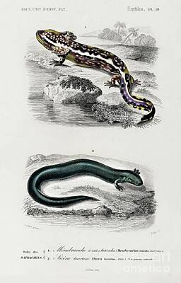 Reptiles Paintings - Mudpuppy Menabranchus lateralis and Greater siren Siren lacertina illustrated by Charles Dessali by Shop Ability