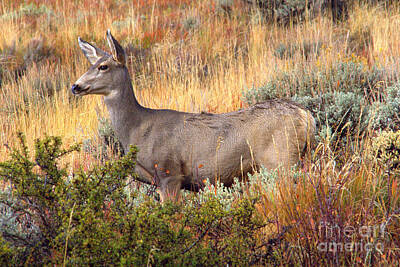 Black And White Beach Royalty Free Images - Mule Deer Royalty-Free Image by Bernd Billmayer