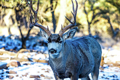 Firefighter Patents Royalty Free Images - Mule Deer Buck 001134 Royalty-Free Image by Renny Spencer