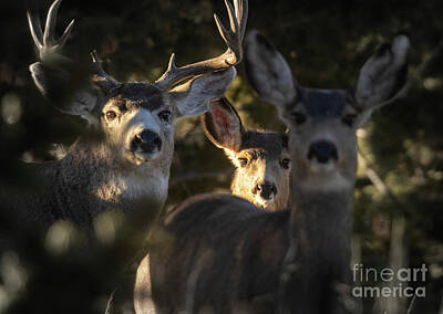 Steven Krull Royalty-Free and Rights-Managed Images - Mule Deer Trio by Steven Krull