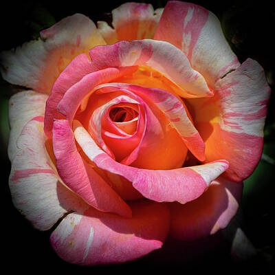 Monochrome Landscapes - Multicolored Rose #1 by David Berg