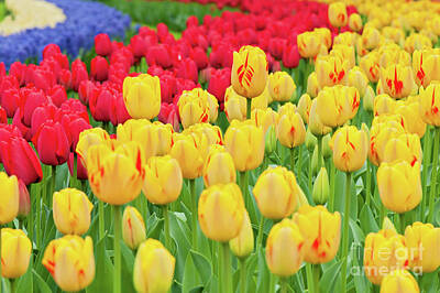 Pop Art Rights Managed Images - Multicolored tulips on the flowerbed  Royalty-Free Image by Beautiful Things