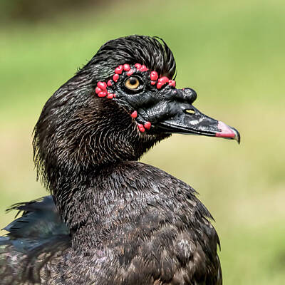 Lucille Ball Royalty Free Images - Muscovy Duck 3569 Royalty-Free Image by Matthew Lerman