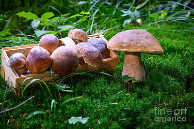 Up Up And Away - Mushrooming in the forest by Wdnet Studio