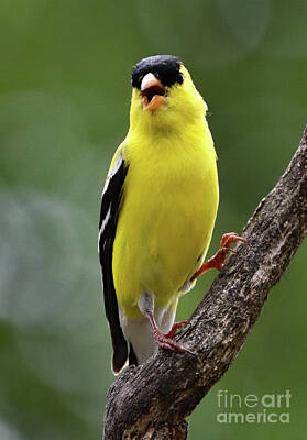 Landmarks Photos - Musical Male American Goldfinch by Cindy Treger