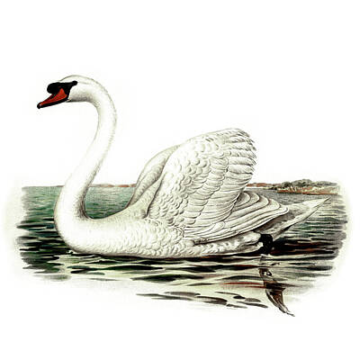 Birds Drawings - Mute Swan male  by Von Wright brothers
