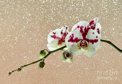 Holiday Cookies - My 2020 Orchid and South Facing Frosted Window by Phyllis Kaltenbach