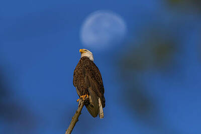 Landmarks Photos - My American Bald Eagle Has Landed in Augusta Georgia by Steve Rich