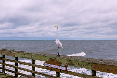 Landmarks Photos - Myrtle Beach State Park Fishing Pier - Great White Egret by Steve Rich