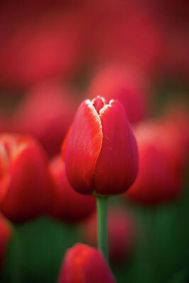 Floral Royalty Free Images - Mysterious Red Tulip Royalty-Free Image by Mike Reid