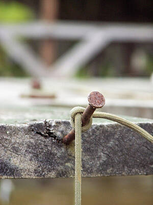 Whimsical Flowers - Nail on the Dock  by Isaac Golding