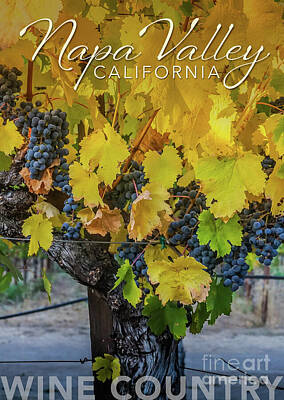 Wine Royalty-Free and Rights-Managed Images - Napa Valley Wine Country by Shari Warren Photography
